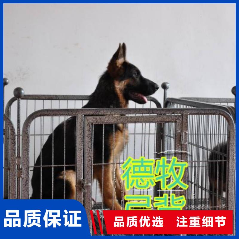 杜宾犬视频-杜宾犬|山东省德州市|平原|宁津|烟台|菏泽|青岛|滨州|东营|济南