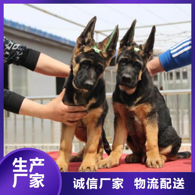 德國牧羊犬羅威納犬型號齊全