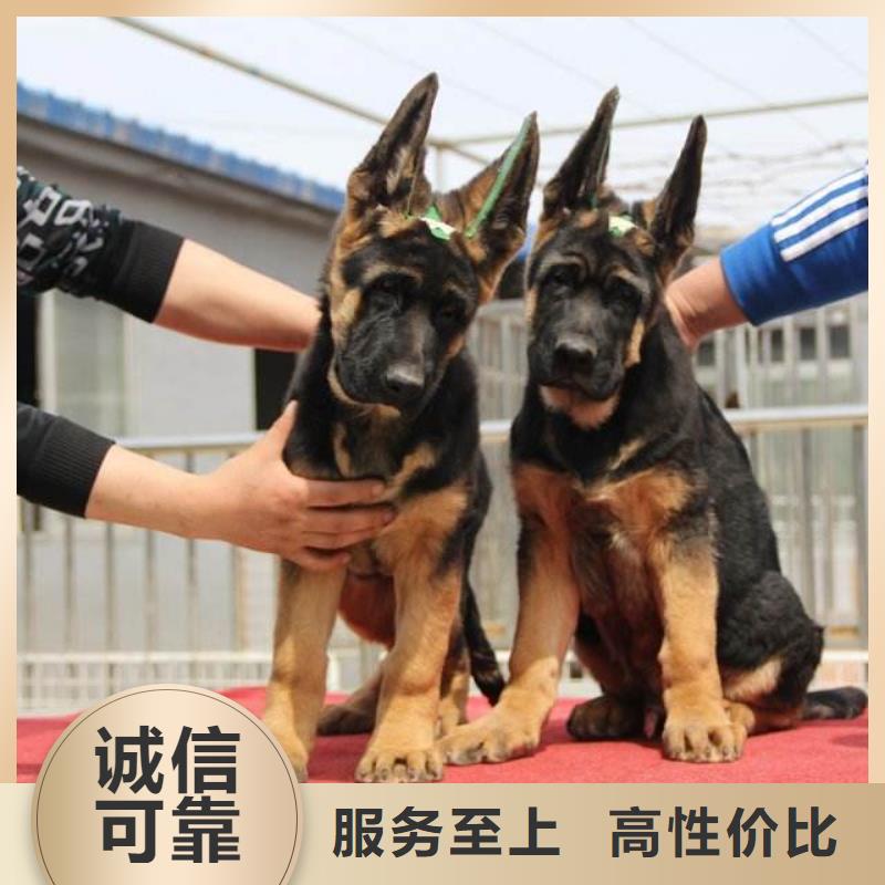 【德国牧羊犬】_杜宾犬现货供应