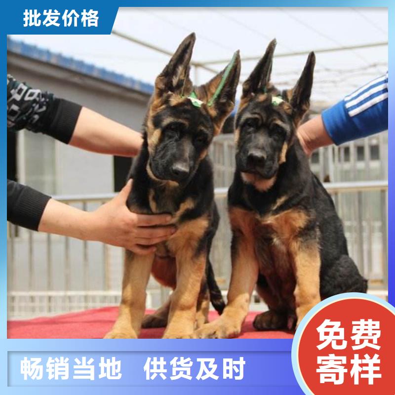 【德國牧羊犬杜賓犬一站式服務】