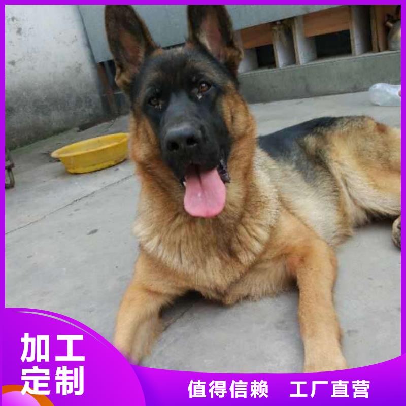 【德國牧羊犬杜賓犬一站式服務】