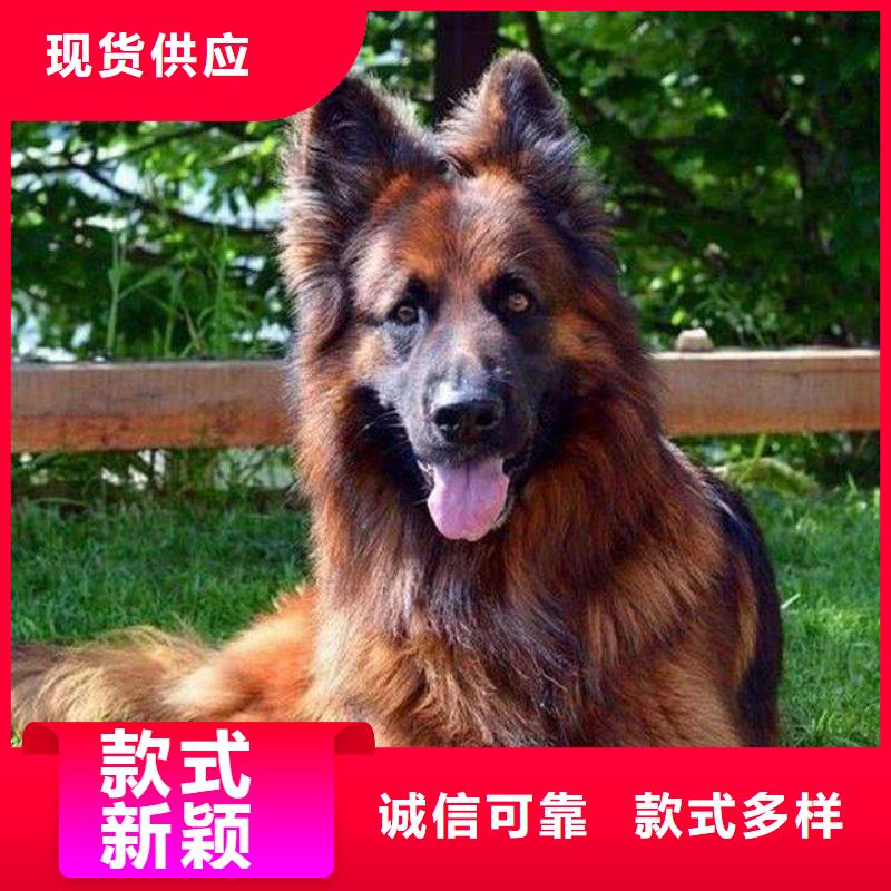 德国牧羊犬卡斯罗犬厂家精选