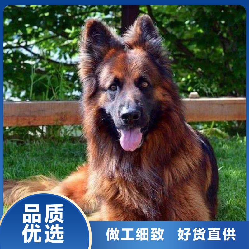 【德國牧羊犬杜賓犬一站式服務】