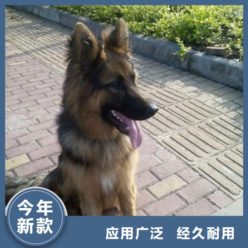 【德国牧羊犬】_杜宾犬现货供应