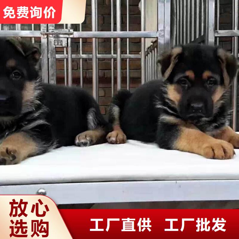 德国牧羊犬卡斯罗犬产地直销