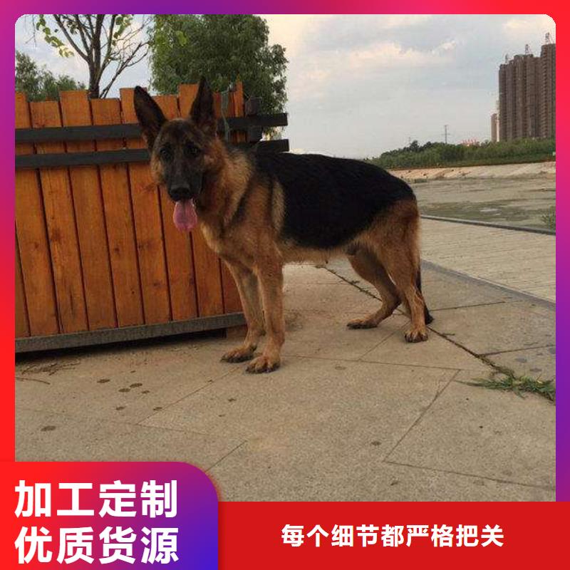 【德國牧羊犬杜賓犬一站式服務】