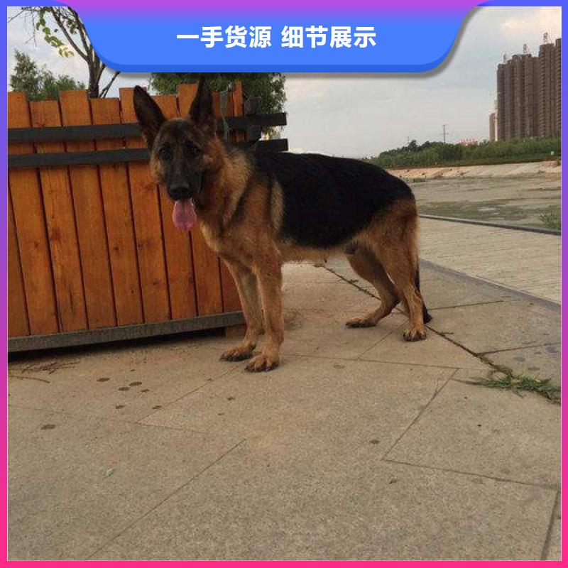 德國牧羊犬-高加索犬誠信廠家