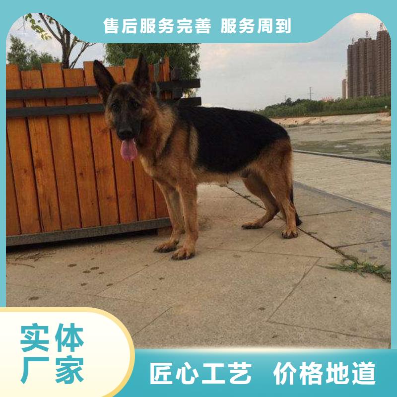 德国牧羊犬【马犬】批发商