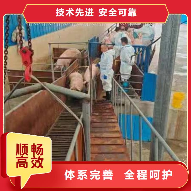 宿遷到豬籠車運(yùn)輸服務(wù)周到