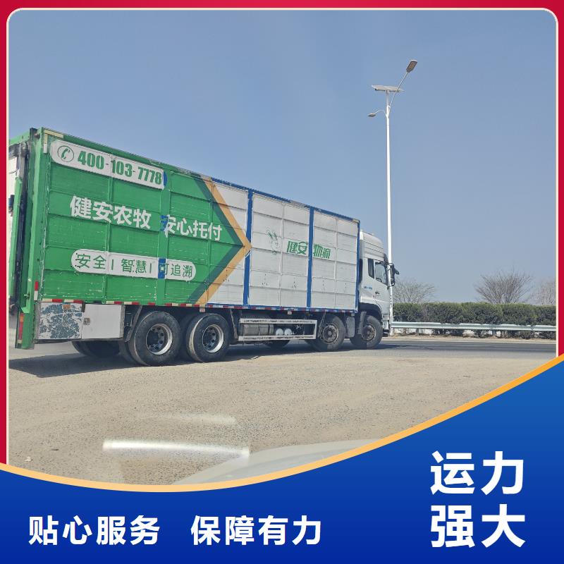 宿遷市沭陽到種豬空調車運輸技術先進