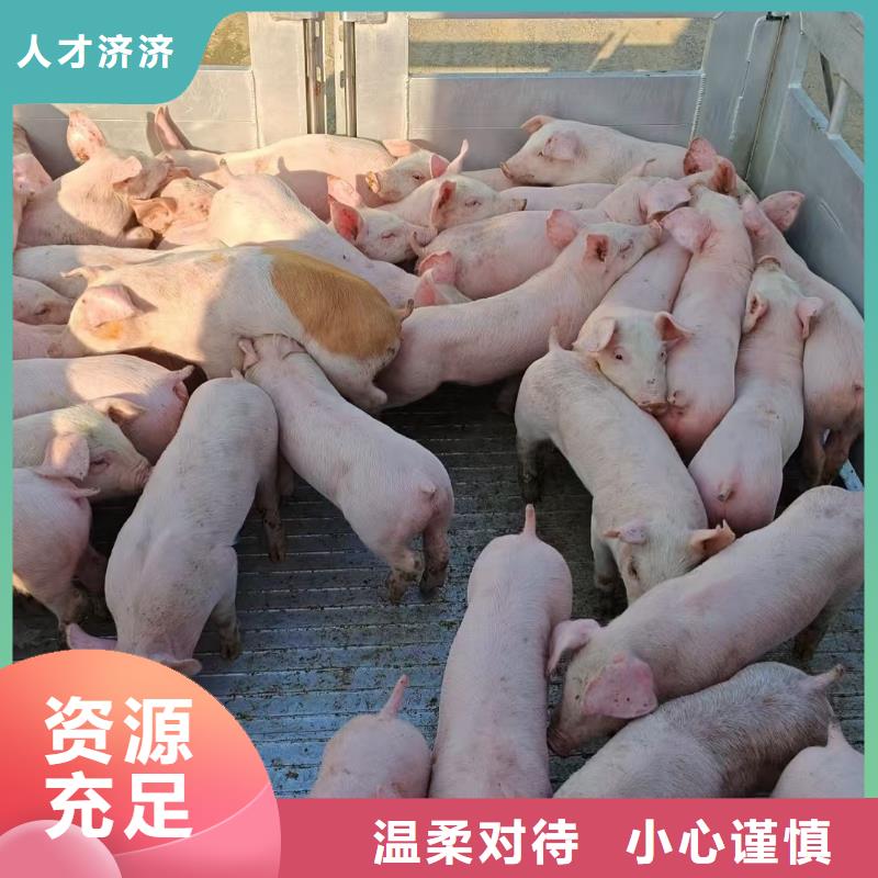 宿遷到活禽物流環境適宜