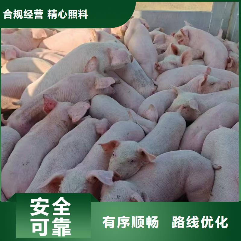 宿遷市到畜禽運輸網絡廣泛