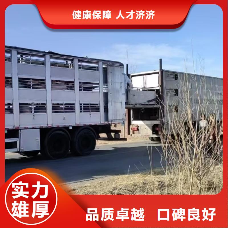 宿遷市沭陽到牲畜運輸平穩
