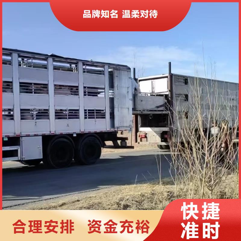 宿遷市泗陽到種豬運輸保障完備