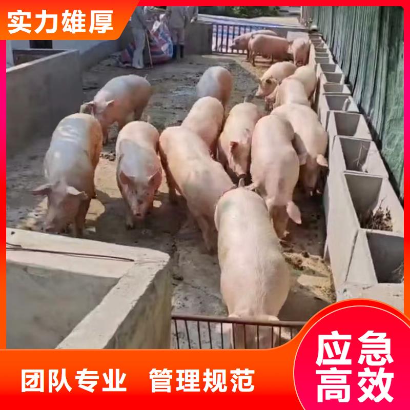 宿遷市沭陽到牲畜運輸平穩