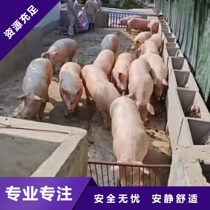 宿遷市到生豬恒溫車運輸省內隔天送達