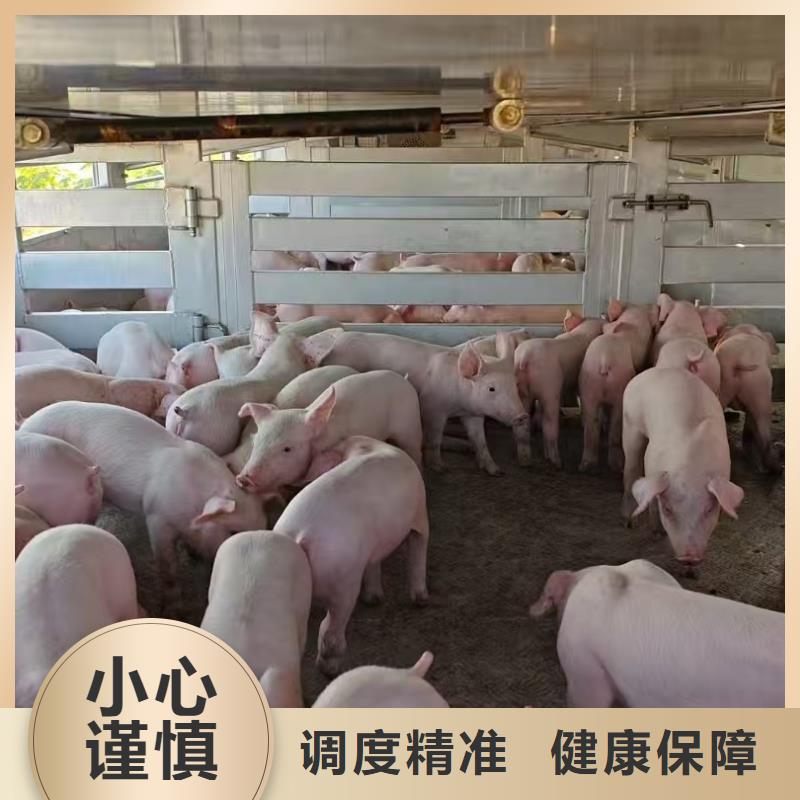 宿遷市泗洪到仔豬運輸應急