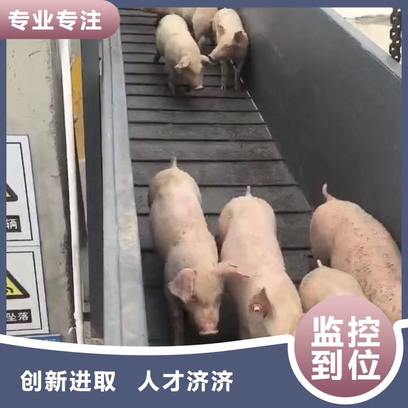 宿遷市泗陽到種豬運輸人才濟濟