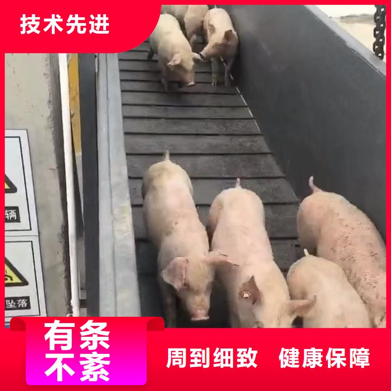 宿遷到活禽運輸