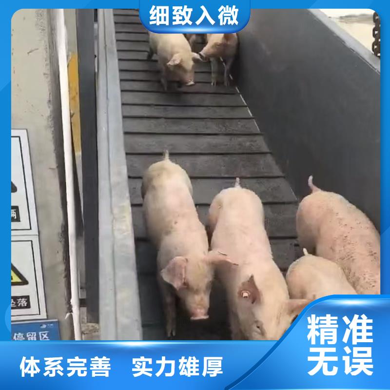 宿遷市泗陽到種豬運輸保障完備