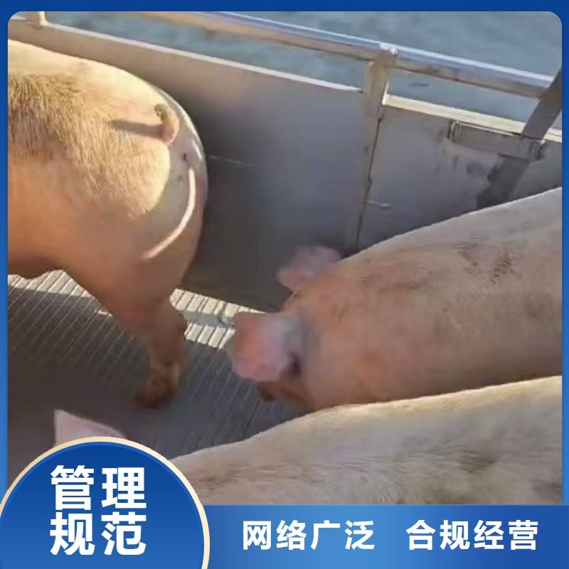 宿遷到羊運輸專用車服務有保障