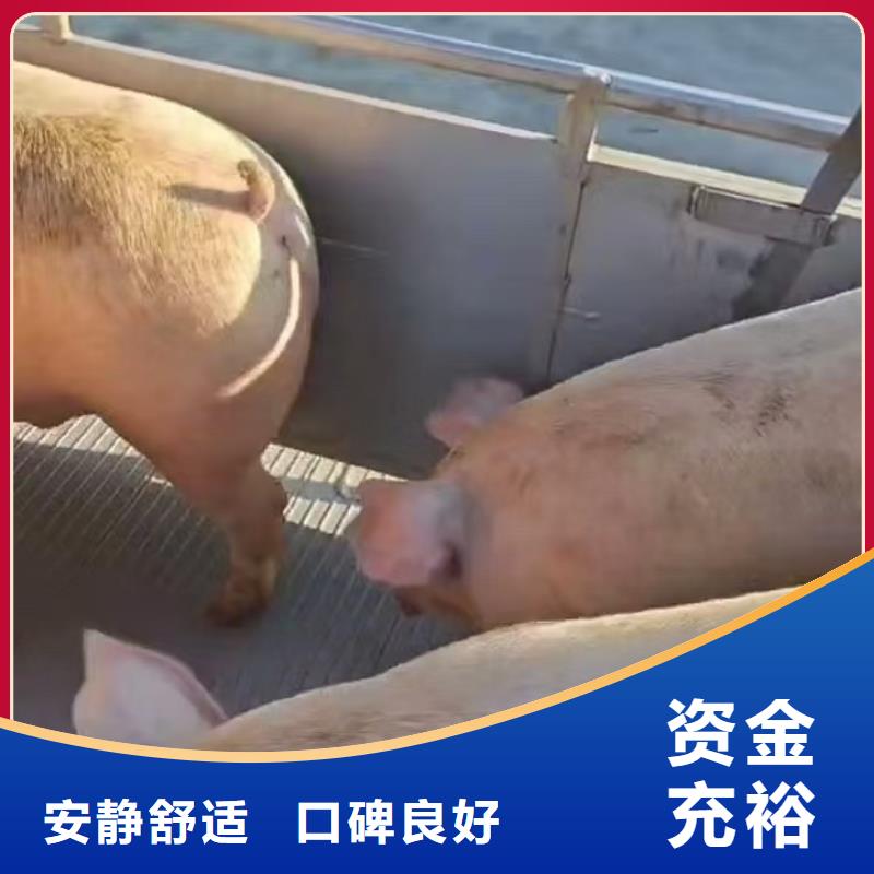 宿遷市泗陽到豬籠車運輸調度精準