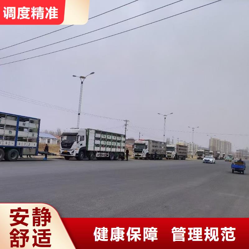 宿遷市沭陽到牲畜運輸平穩