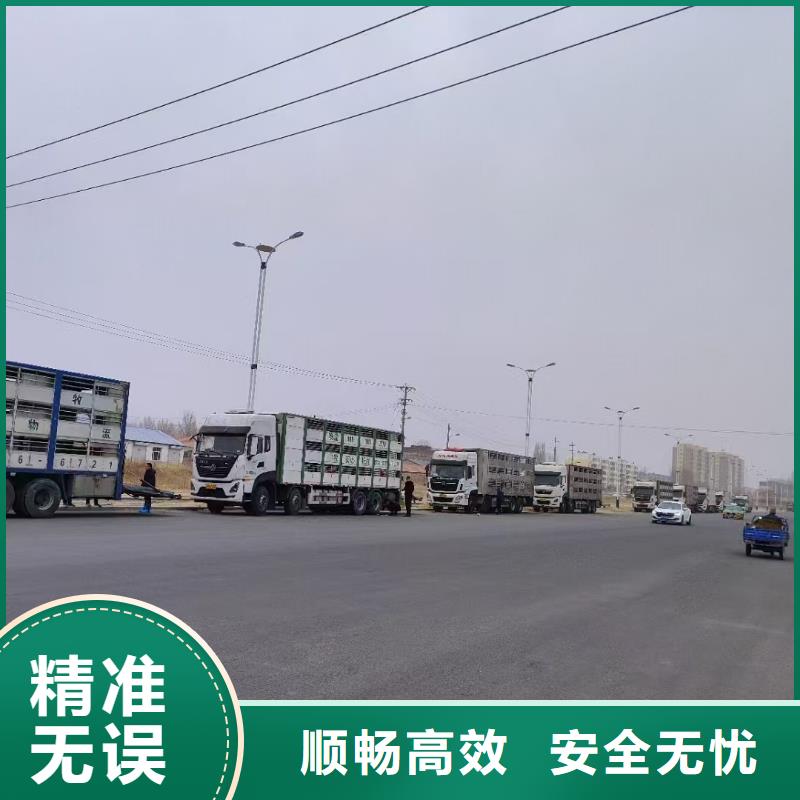 宿遷市泗陽到種豬運輸人才濟濟