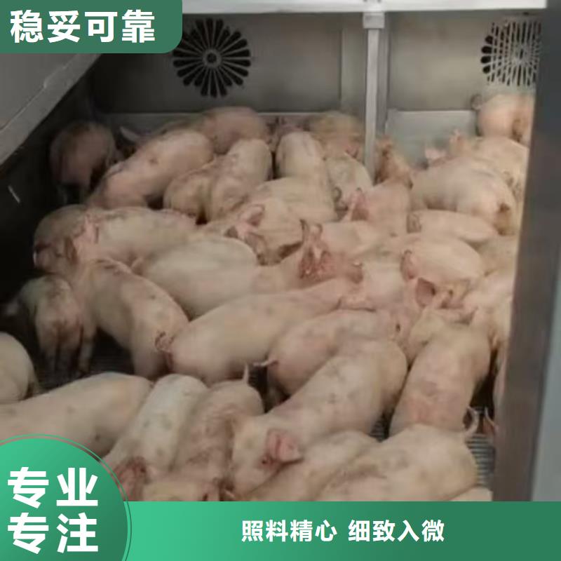 宿遷市泗陽到豬籠車運輸調度精準