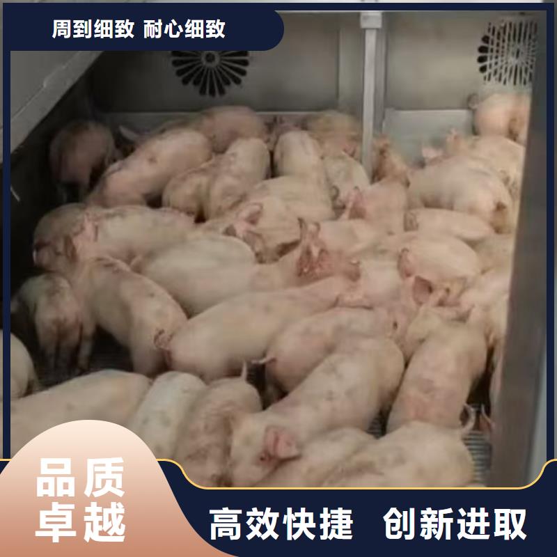 宿遷市到豬只運輸專用車穩妥可靠