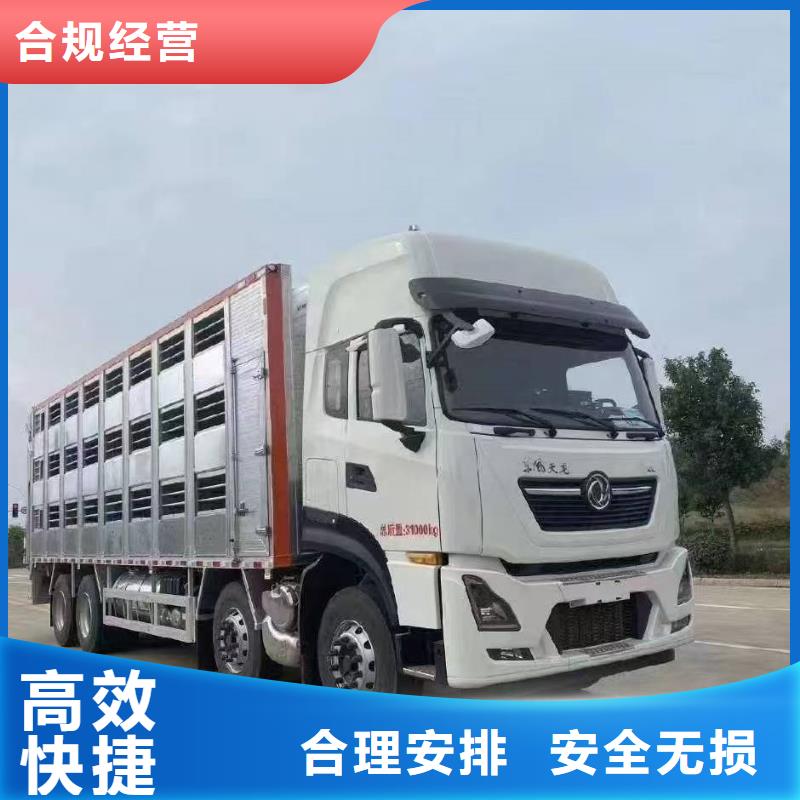 宿遷市泗陽到種豬運輸人才濟濟