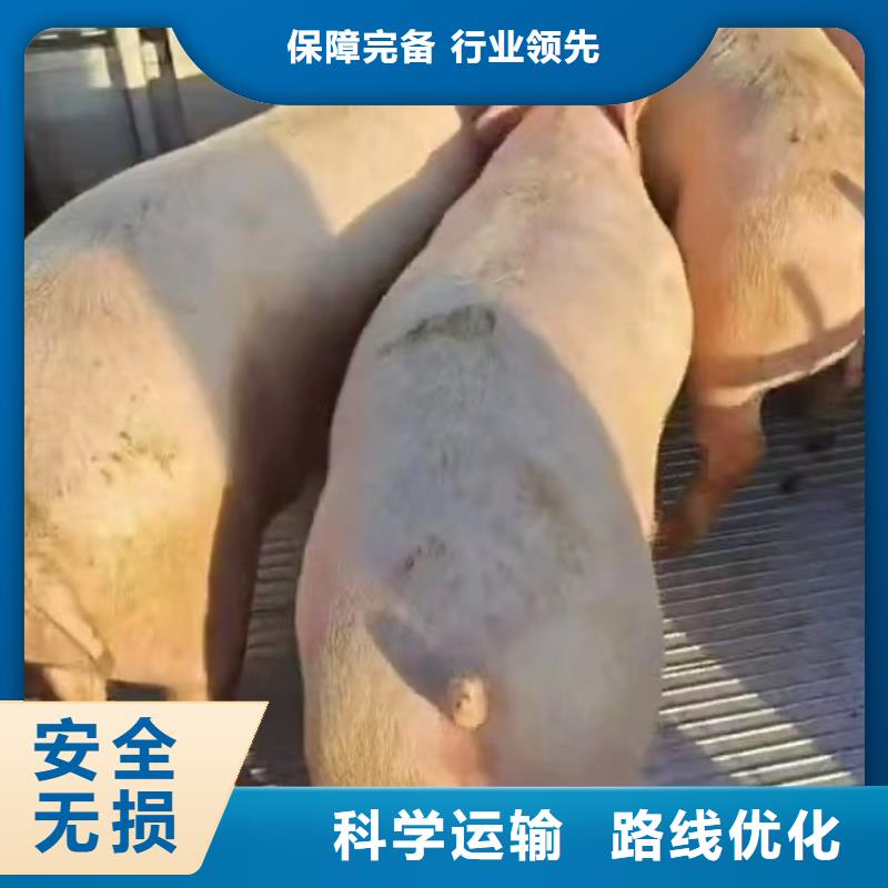 宿遷市沭陽到牲畜運輸平穩