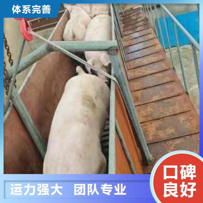 宿遷到豬籠車運(yùn)輸服務(wù)周到