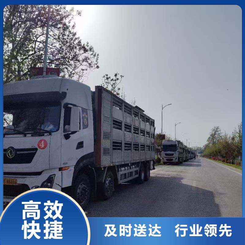 宿遷到羊運輸專用車服務有保障