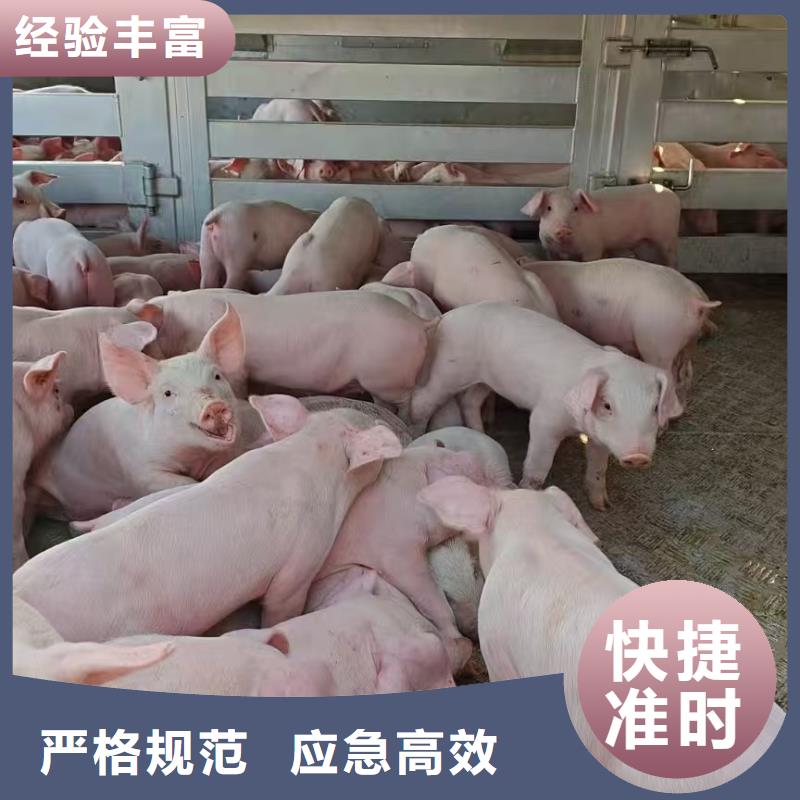 宿遷泗陽到仔豬運輸