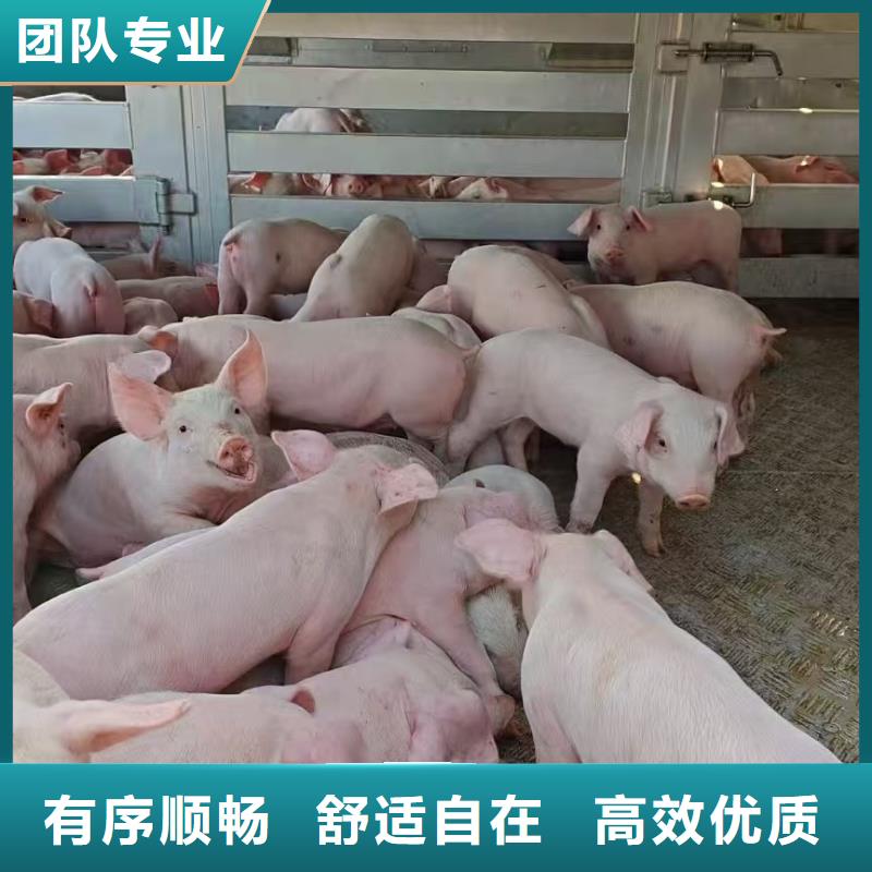 宿遷市泗陽到豬籠車運輸調度精準