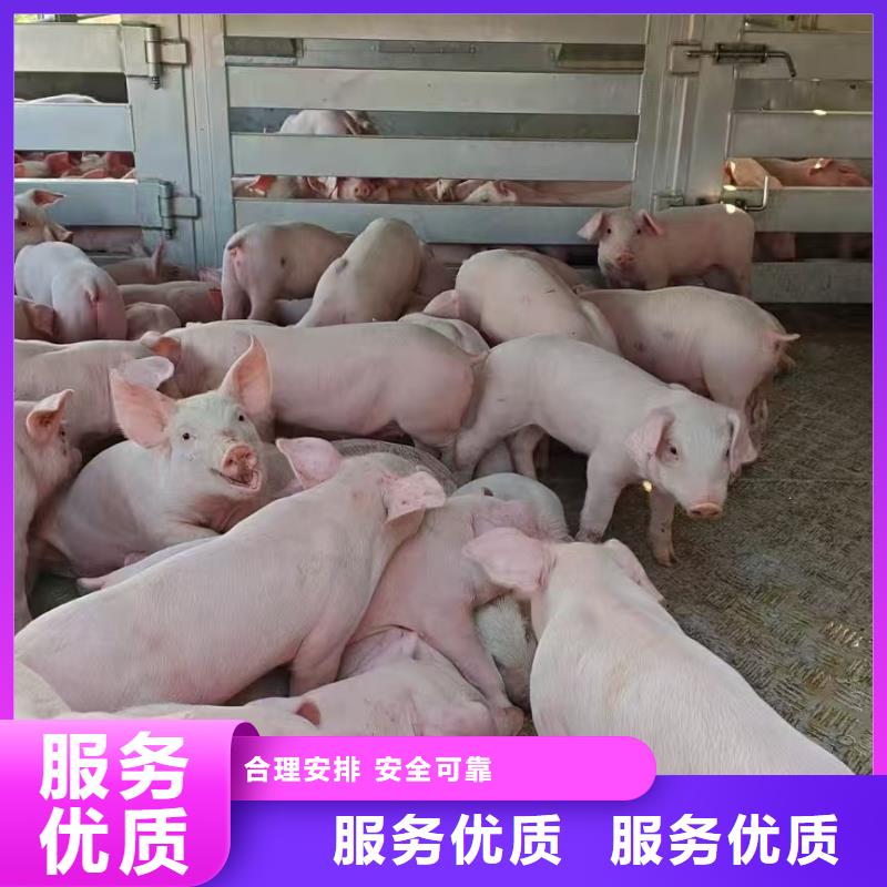 宿遷到活禽運輸