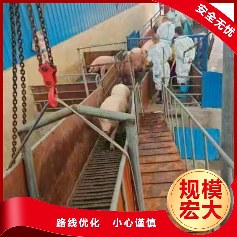 宿遷市到生豬恒溫車運輸省內隔天送達