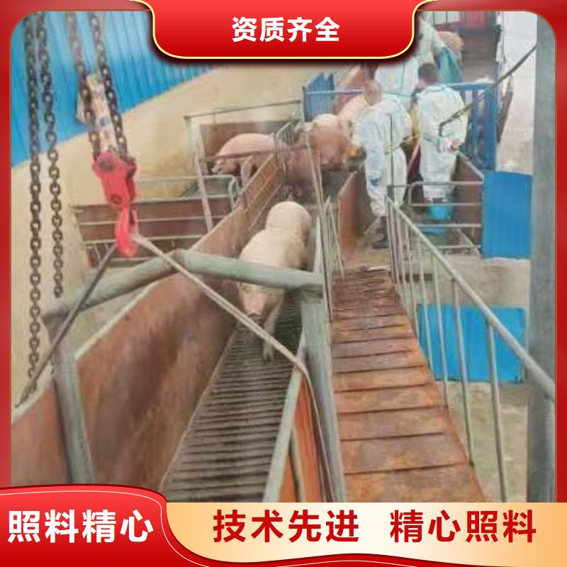 宿遷到羊運輸專用車服務有保障