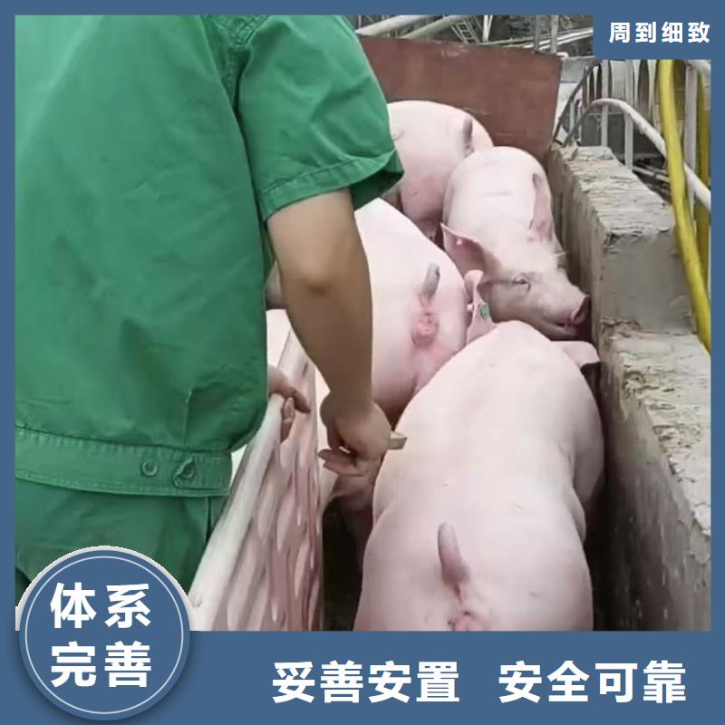 宿遷市到生豬恒溫車運輸省內隔天送達