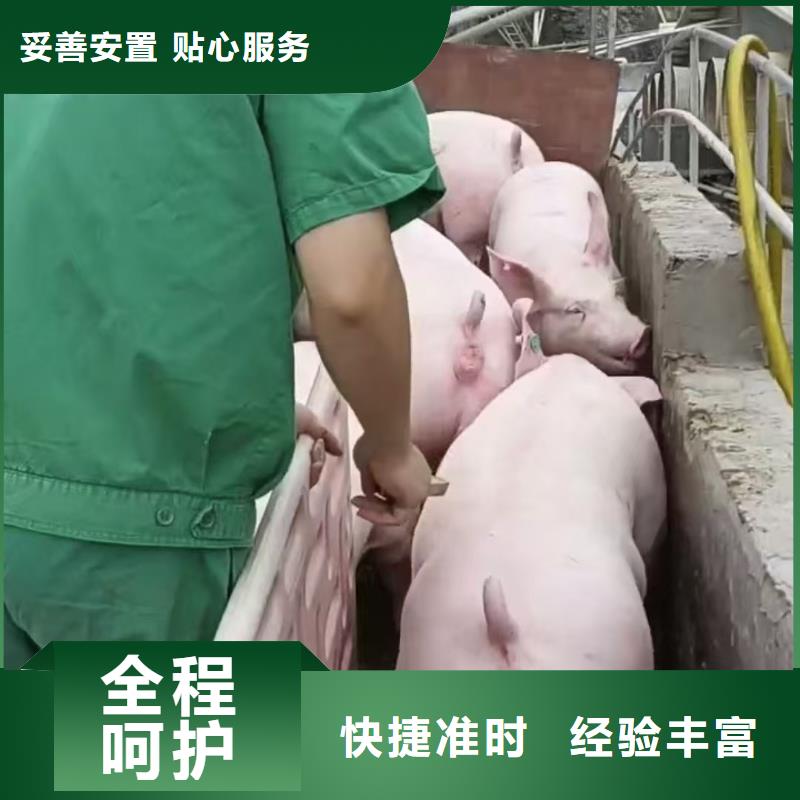 宿遷市到豬只運輸專用車穩妥可靠