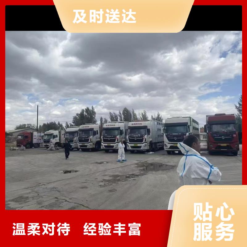 宿遷到羊運輸專用車服務有保障