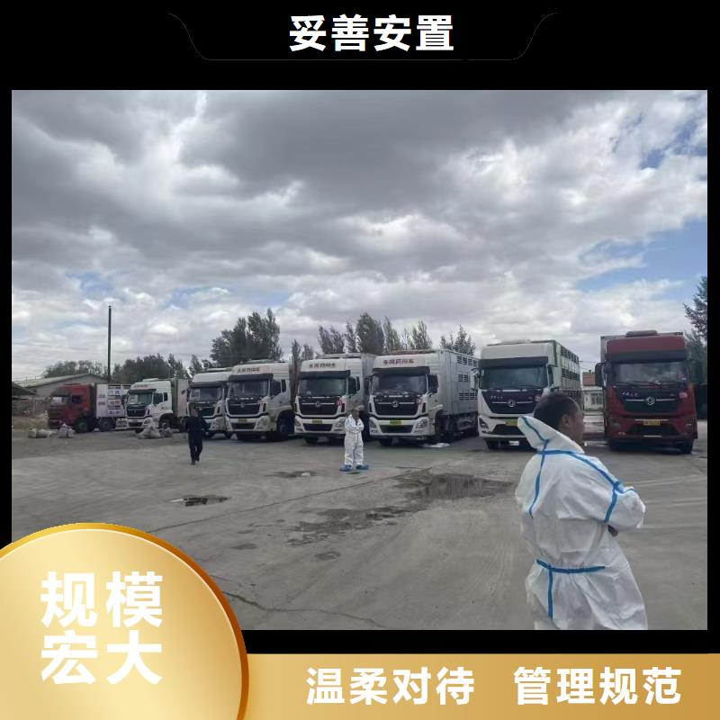 宿遷到仔豬恒溫車運輸部分地區當天達
