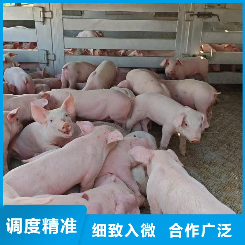 宿遷市到豬只運輸專用車穩妥可靠