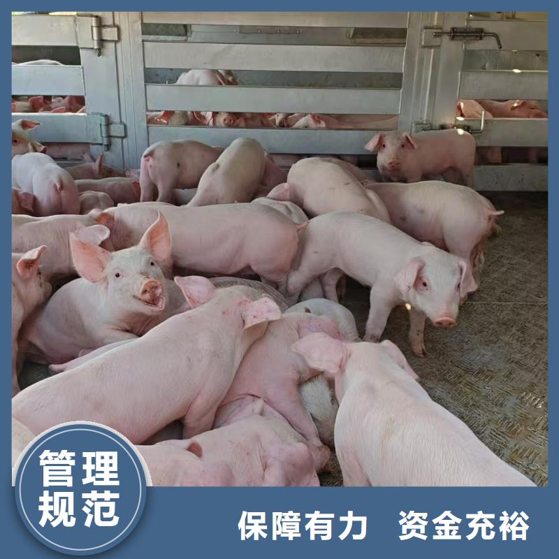 宿遷市泗陽到種豬運輸人才濟濟