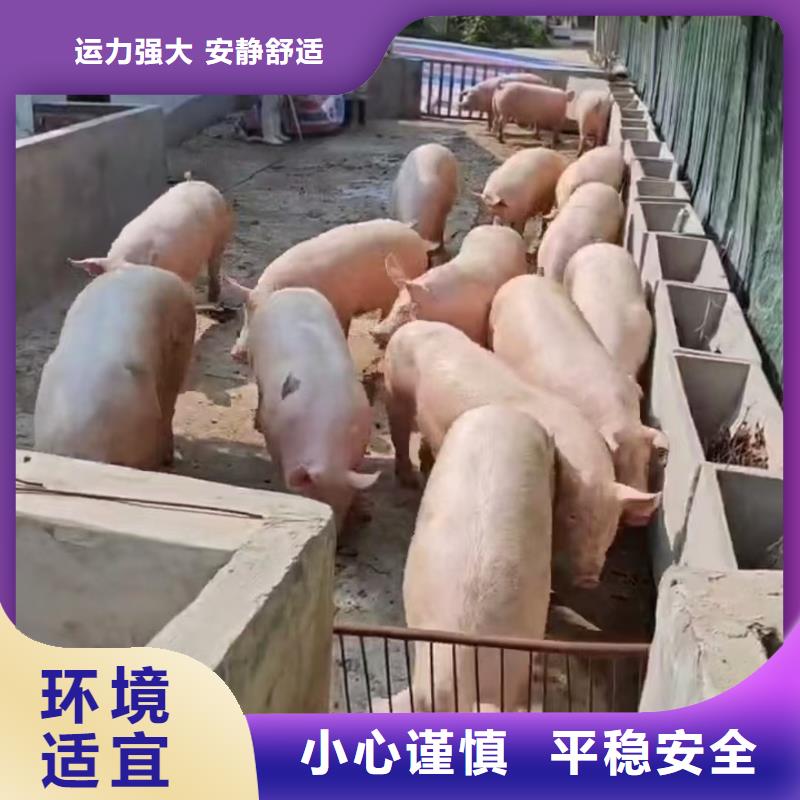 宿遷到活禽運輸